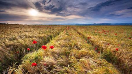 Vibrant Poppy Fields Under Dramatic Skies wallpaper