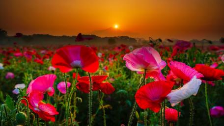 Vibrant Poppy Field Under a Summer Sunset wallpaper