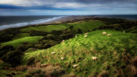 Serene Sheep Grazing on Lush Green Hills wallpaper