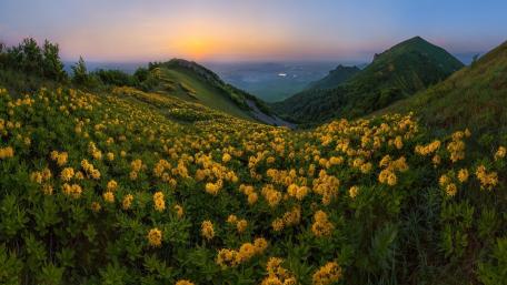 Blossoming rhododendron on Mount Beshtau wallpaper