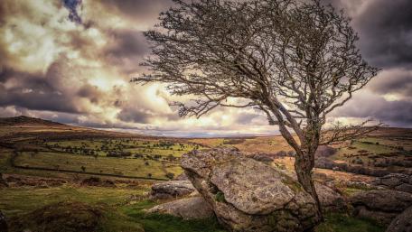Silent Strength in Nature's Embrace wallpaper