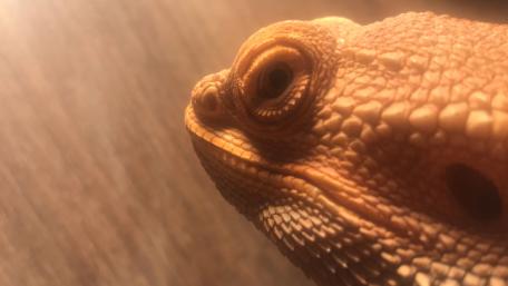Bearded Dragon Close-Up Wallpaper wallpaper