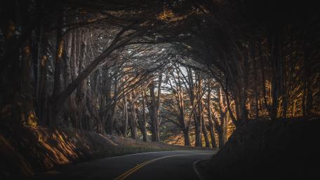 Tunnel of Nature's Embrace wallpaper
