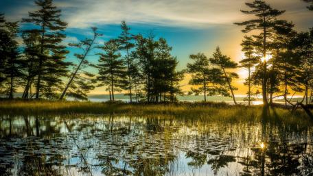 Serene Lake at Sunset with Reflective Trees and Swamp Grass wallpaper