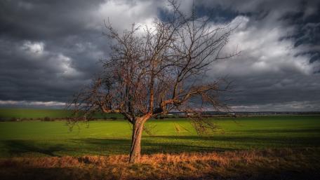 Majestic Solitude of a Lone Tree in Nature wallpaper