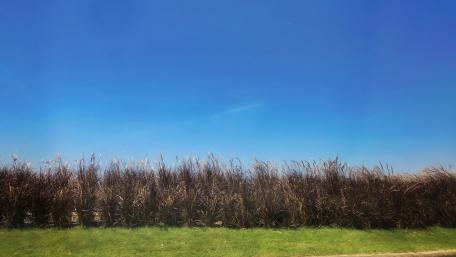 Roadside plants wallpaper