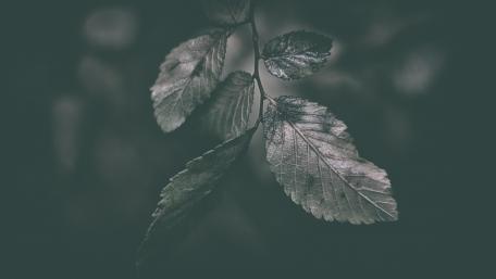 nature leave wallpaper
