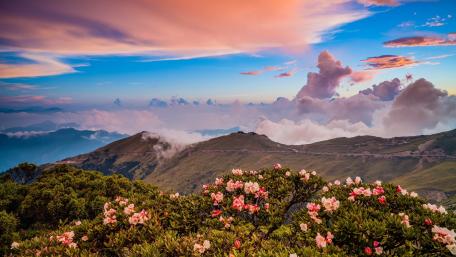 Majestic Rhododendrons in Mountain Landscape wallpaper