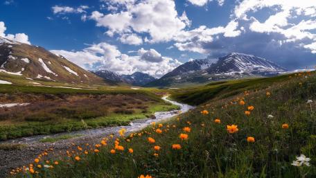 Serene Mountain Valley with Blooming Flowers wallpaper