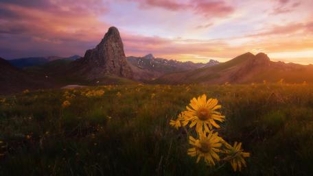 Golden Blossoms at Dusk in a Scenic Meadow wallpaper