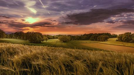 Golden Barley Fields at Sunset wallpaper