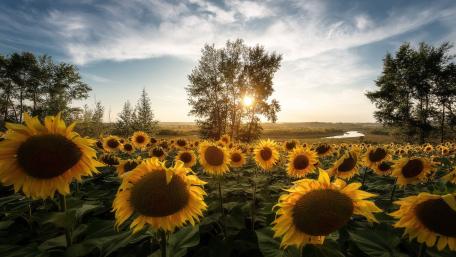 Sunshine Over a Sea of Sunflowers wallpaper