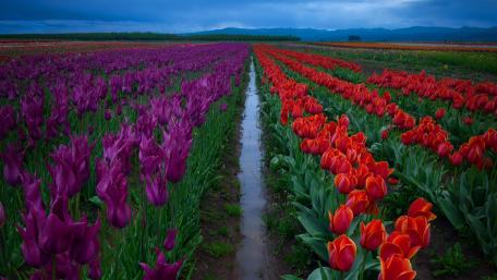 Vibrant Tulip Fields in Springtime Beauty wallpaper
