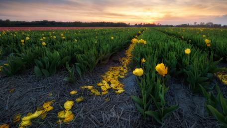 Vibrant Spring Tulip Field at Sunset wallpaper