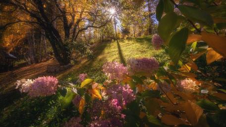 Serene Nature Park in Autumn Glow wallpaper