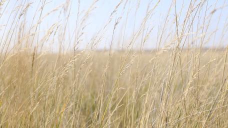 Prairie wallpaper
