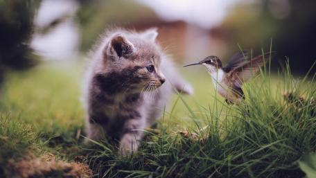 Cat and colibri wallpaper