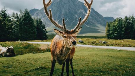 Majestic Deer in Serene Wilderness wallpaper