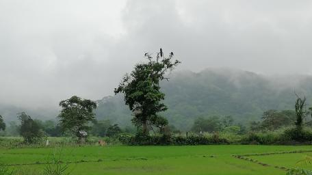 Matale wallpaper