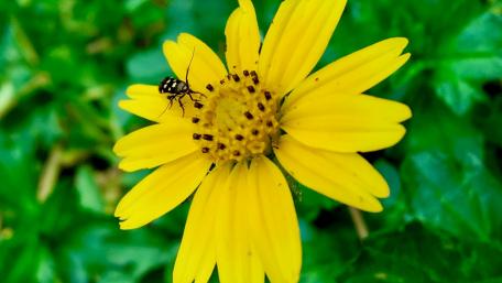 Sun Flower wallpaper
