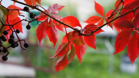 Vibrant Autumn Leaves Glowing in Nature's Beauty wallpaper