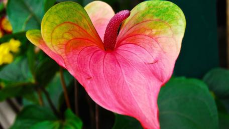 Vibrant Pink Anthurium Flower Wallpaper wallpaper