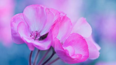 Vibrant Pink Blossoms Embracing Serenity wallpaper