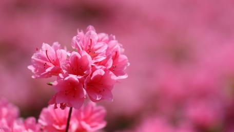 Elegant Pink Blossoms in Bloom wallpaper