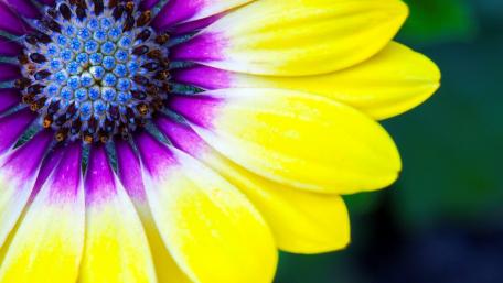 Vibrant Yellow and Purple Flower Close-Up wallpaper