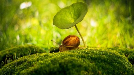 Nature's Tiny Traveler Amidst Lush Greenery wallpaper
