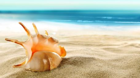 Serene Shell on Sandy Beach Wallpaper wallpaper