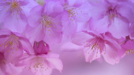 Delicate Blossoms in Soft Pink Shades wallpaper