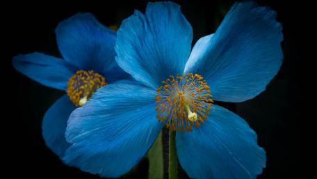 Vibrant Blue Flowers Against Dark Background wallpaper