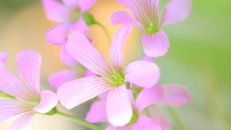 Delicate Pink Blooming Flowers in Soft Focus wallpaper