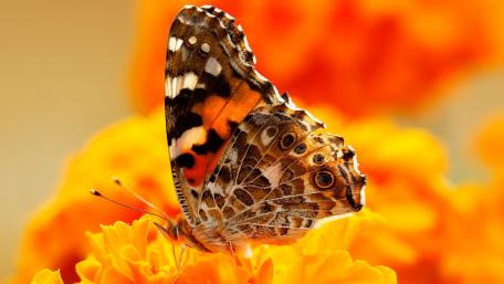 Vibrant Butterfly on Marigold Flowers wallpaper