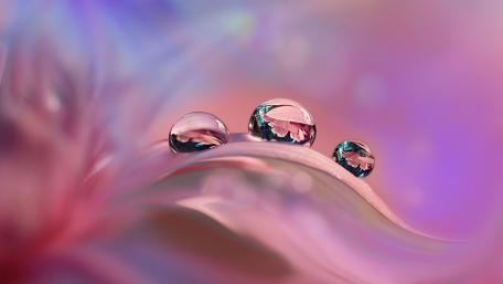 Elegant Water Drops on Petal wallpaper