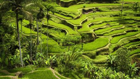 Lush Green Terraces of Nature’s Beauty wallpaper