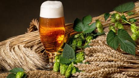 Golden Beer with Fresh Hops and Barley Field wallpaper