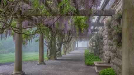 Serene Wisteria Pathway in the Park wallpaper