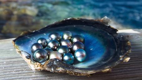 Shimmering Treasures from the Ocean Depths wallpaper