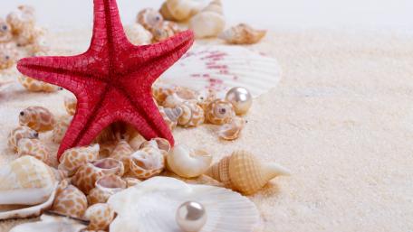 Vibrant Seashells and Starfish Arrangement in Nature's Splendor wallpaper