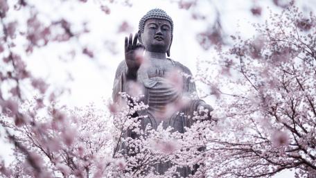 Buddha Among Cherry Blossoms in Serenity wallpaper