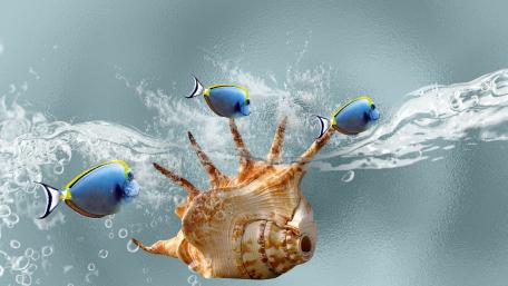 Colorful Fish Swimming Around a Shell wallpaper