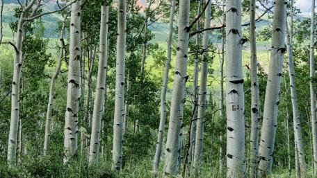 Birch Forest Serenity wallpaper