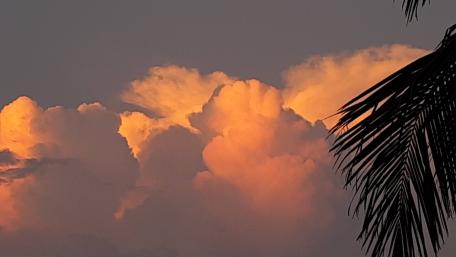 Golden Sky and Silhouetted Leaves wallpaper