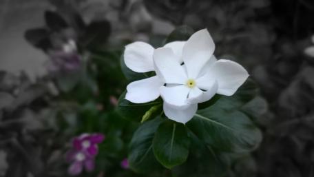 Elegant White Flower in Full Bloom wallpaper