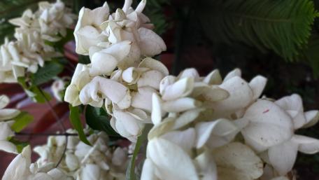 Elegant White Blossoms in Blooming Abundance wallpaper