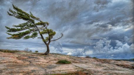 Lone Tree Battling the Wind in Nature's Embrace wallpaper