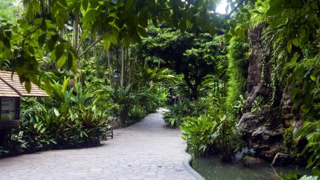 Botanical Oasis Pathway in Lush Greenery wallpaper