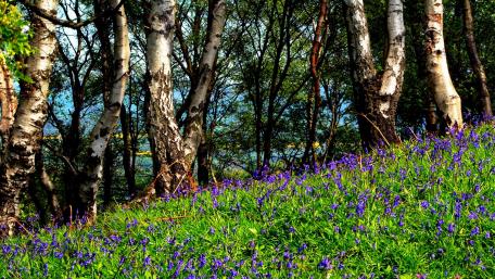 Vibrant Carpet of Bluebells on a Hillside wallpaper
